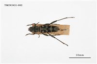 藏品(胸紋黑虎天牛)的圖片